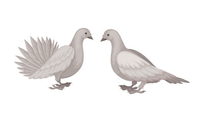 White Domestic Pigeon or Dove as Feathered Bird Vector Set