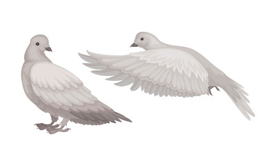 White Domestic Pigeon or Dove as Feathered Bird Vector Set