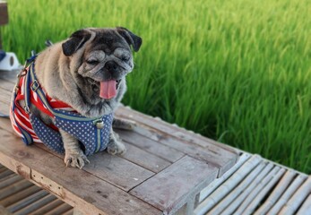Funny face pug, healthy fat dog sits on a wooden table. Happy smile Looking at the camera Rice field background in thailand