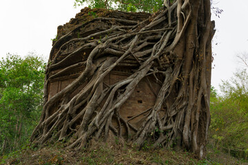  Ruins of   goal kampong tom Wat Temple with root of trees in forest