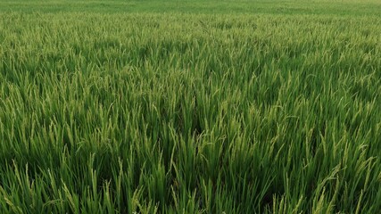 rice field in the morning