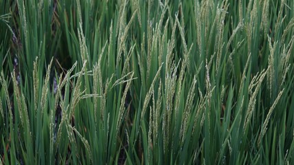 rice field in the morning