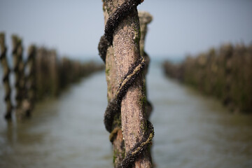 Mussel Farm at Saint-Quentin-en-Tourmont, Somme, Hauts-de-France, France near Quend-Plage. We can...