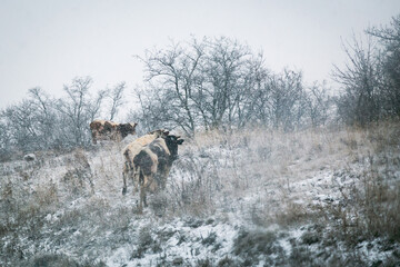 Domestic cattle graze, livestock, three cows are lost in the forest in bad weather in winter in snowfall freeze in a blizzard