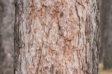 Close up texture of brown cracked bark of white pine in the forest, coniferous pine tree Scots pine, Pinus sylvestris. Abstract natural background, wooden pattern with worm beige orange reddish color.