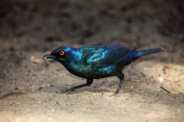 The Cape starling or Cape glossy starling (Lamprotornis nitens) with the larvae of antlions in its beak