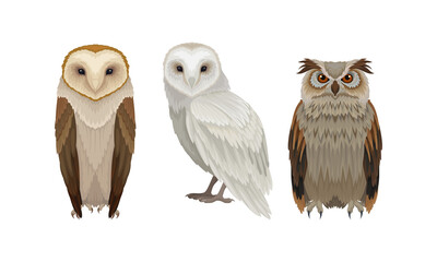 Different Species of Owls as Nocturnal Birds of Prey with Hawk-like Beak and Forward-facing Eyes Vector Set