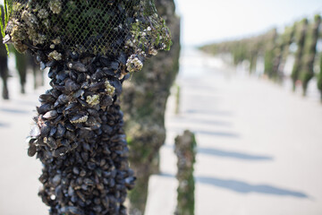 Mussel Farm at Saint-Quentin-en-Tourmont, Somme, Hauts-de-France, France near Quend-Plage. We can...
