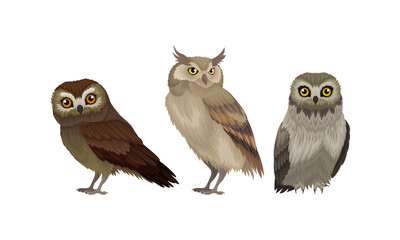 Different Species of Owls as Nocturnal Birds of Prey with Hawk-like Beak and Forward-facing Eyes Vector Set