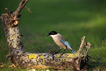 The Iberian magpie (Cyanopica cooki) sitting on the trunk of a fallen tree with green background.Sometimes also azure-winged magpie on a green background.
