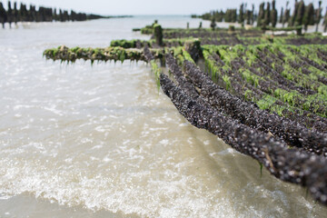 Mussel farm at Saint-Quentin-en-Tourmont, Somme, Hauts-de-France, France near Quend-Plage. We can see baby mussles on some ropes. Picture taken on July.