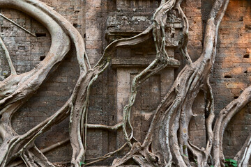  Ruins of   goal kampong tom Wat Temple with root of trees in forest