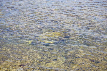 Sea turtle under water in Maui, Hawaii - ウミガメ マウイ ハワイ