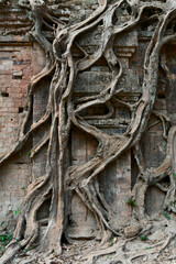  Ruins of   goal kampong tom Wat Temple with root of trees in forest
