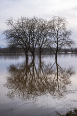 Fototapeta na wymiar Reflection of trees in the flood on the Rhine near Oestrich-Winkel / Germany