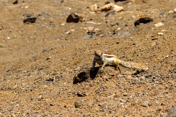 Barbary ground squirrel in its habitat on the island of Fuerteventura
