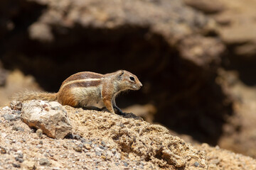 Barbary ground squirrel in its habitat on the island of Fuerteventura
