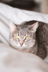 A striped gray cat with yellow eyes. A domestic cat lies on the bed. The cat in the home interior. Image for veterinary clinics, sites about cats. World Cat Day