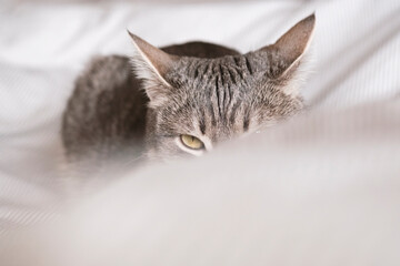 Obraz na płótnie Canvas A domestic striped gray cat hiding behind a blanket. The cat in the home interior. Image for veterinary clinics, sites about cats. World cat day