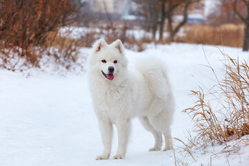 White dog Samoyed walks on the background of white snow on a winter day