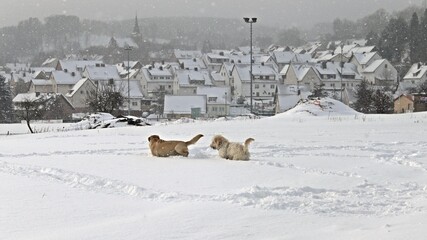 Sechs Monate alter Goldendoodle und Labrador im tiefen Schnee