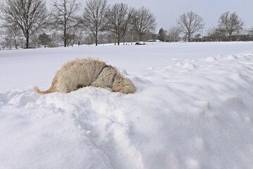Sechs Monate alter Goldendoodle mit Frisbee im tiefen Schnee