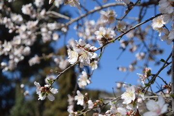 Almond tree blossom
