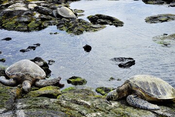 Obraz premium Sea turtle peacefully resting on a rock in Maui, Hawaii - ウミガメ 