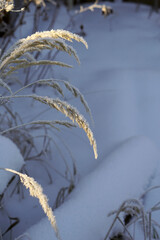 Close up of frozen pampas grass with snow and ice
