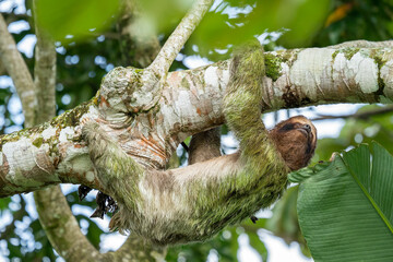 A sloth smiling at the camera while hanging in the Costa Rican jungle. Really cute sloth looking directly to camera while is smiling.