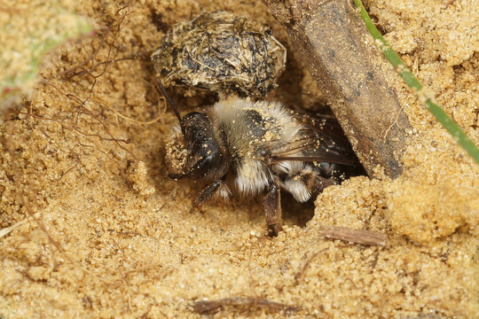 A female grey mining bee , Andrena vaga peaking from her nest