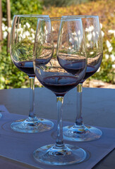 Three glasses with red wine in from of grape vines
