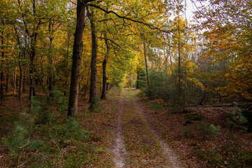 Beautiful autumn fall forest national park in Netherlands