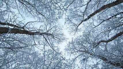 winter, baum, schnee, wald, natur, erkältung, baum, himmel, ast, weiß, frost, eis, landschaft, blau, ast, jahreszeit, gefroren,
