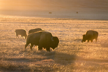 Buffels in een veld bij zonsondergang