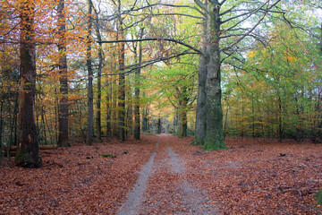 Beautiful autumn fall forest national park in Netherlands
