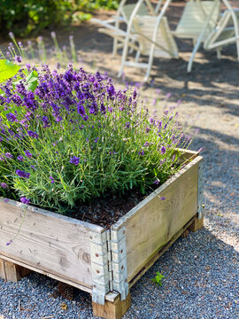 Lavender planted in pallet collar in garden in summer. Gravel and garden furniture in background.