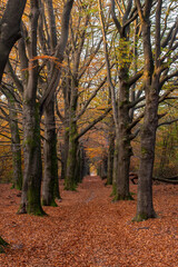 Beautiful autumn fall forest national park in Netherlands