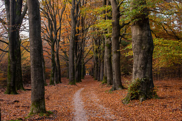 Obraz premium Beautiful autumn fall forest national park in Netherlands