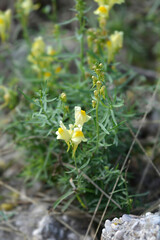 Common toadflax