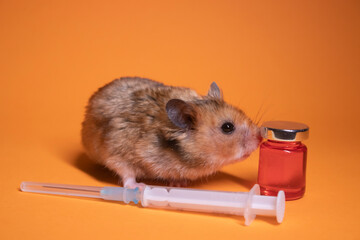 brown hamster - mouse near medical syringe with a needle and bottle-phial isolated on orange background. medical experiments, tests on mice. veterinary. vaccine development