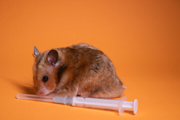 brown hamster - mouse near medical syringe with a needle isolated on orange background. medical experiments, tests on mice. veterinary