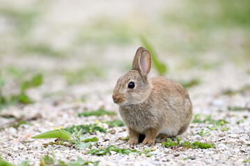 Kaninchen in Fr&uuml;hlingsstimmung