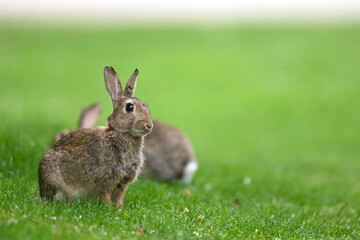 Kaninchen in Fr&uuml;hlingsstimmung