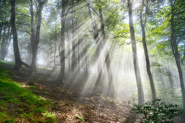 brumes sur la forêt d'iraty