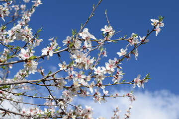 Almond tree blossom
