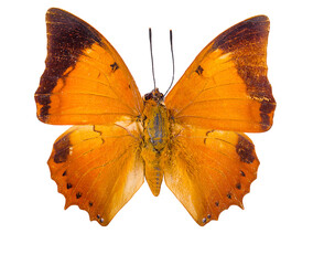 butterfly isolated on white background