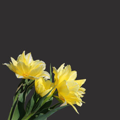 Tree yellow tulips on a black background, flowers isolated on a dark gray backdrop