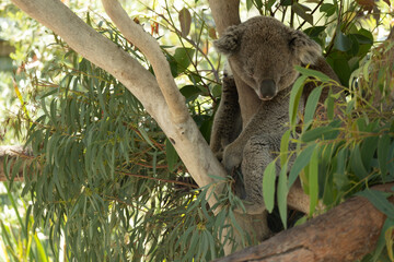 koala in tree