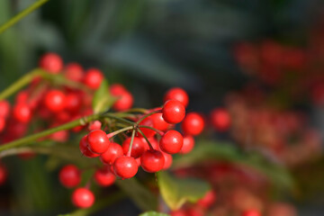 Coral berry